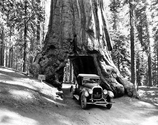 Wawona Tree Road. Photo by the National Parks Service.