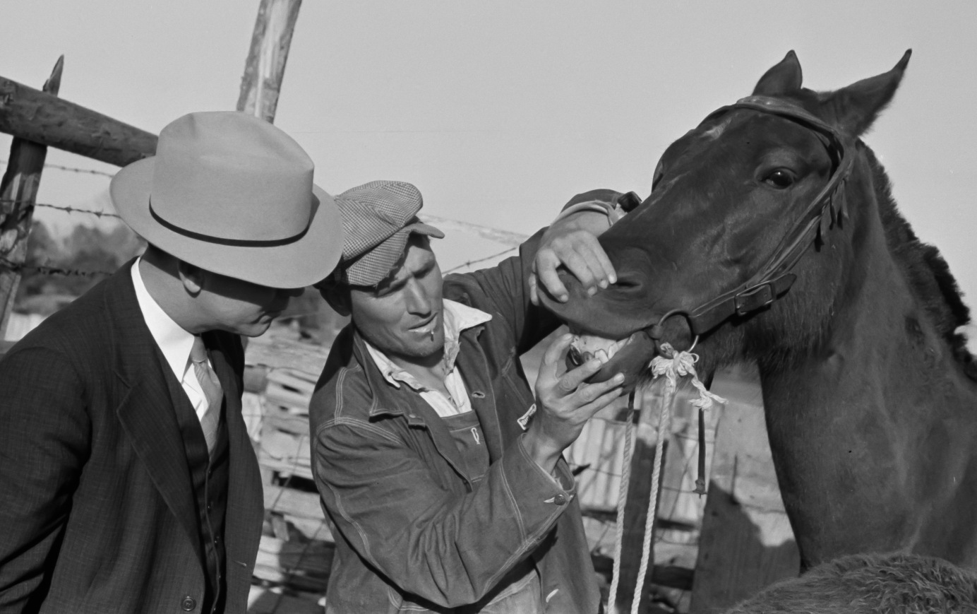 Title: Mr. Hydrick, county supervisor, and Mr. Melody Tillery examining mouth and teeth of his mare, which has mule colt. Pike County, near Tray, Alabama. Public domain photo by Marion Post Walcott.